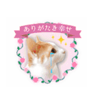 まんまるねこラプソディ（個別スタンプ：7）