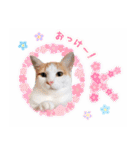 まんまるねこラプソディ（個別スタンプ：8）
