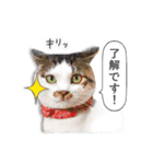 まんまるねこラプソディ（個別スタンプ：10）