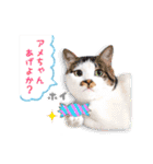 まんまるねこラプソディ（個別スタンプ：13）