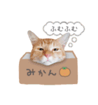 まんまるねこラプソディ（個別スタンプ：14）