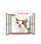 まんまるねこラプソディ（個別スタンプ：16）