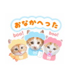まんまるねこラプソディ（個別スタンプ：17）