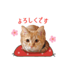 まんまるねこラプソディ（個別スタンプ：18）
