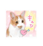 まんまるねこラプソディ（個別スタンプ：21）
