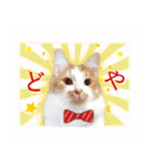 まんまるねこラプソディ（個別スタンプ：25）