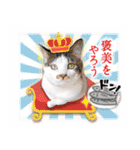 まんまるねこラプソディ（個別スタンプ：26）