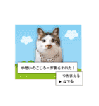 まんまるねこラプソディ（個別スタンプ：29）