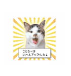まんまるねこラプソディ（個別スタンプ：30）