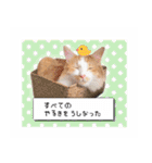まんまるねこラプソディ（個別スタンプ：31）