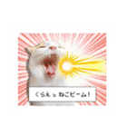 まんまるねこラプソディ（個別スタンプ：32）