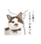まんまるねこラプソディ（個別スタンプ：33）
