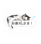 まんまるねこラプソディ（個別スタンプ：34）