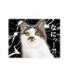まんまるねこラプソディ（個別スタンプ：37）