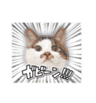 まんまるねこラプソディ（個別スタンプ：38）