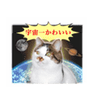 まんまるねこラプソディ（個別スタンプ：39）