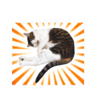 まんまるねこラプソディ（個別スタンプ：40）