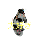 愛犬1109（個別スタンプ：2）