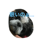 愛犬1109（個別スタンプ：3）