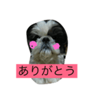 愛犬1109（個別スタンプ：5）