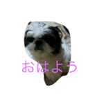 愛犬1109（個別スタンプ：7）