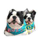 フレンチブルドッグのウニ＆トロ（個別スタンプ：1）