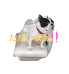 フレンチブルドッグのウニ＆トロ（個別スタンプ：3）