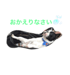 フレンチブルドッグのウニ＆トロ（個別スタンプ：4）