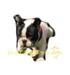 フレンチブルドッグのウニ＆トロ（個別スタンプ：14）