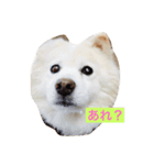 可愛いミックス犬だよ（個別スタンプ：1）