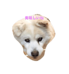 可愛いミックス犬だよ（個別スタンプ：2）