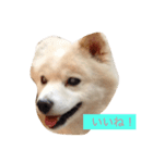 可愛いミックス犬だよ（個別スタンプ：3）