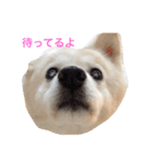 可愛いミックス犬だよ（個別スタンプ：4）