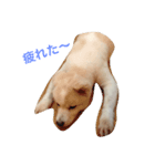 可愛いミックス犬だよ（個別スタンプ：5）