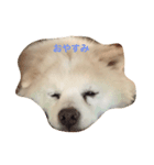 可愛いミックス犬だよ（個別スタンプ：6）