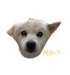 可愛いミックス犬だよ（個別スタンプ：7）