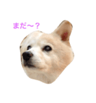 可愛いミックス犬だよ（個別スタンプ：8）
