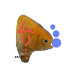 金魚さん<+))><<（個別スタンプ：1）