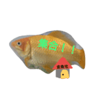 金魚さん<+))><<（個別スタンプ：3）