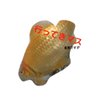 金魚さん<+))><<（個別スタンプ：5）