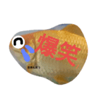 金魚さん<+))><<（個別スタンプ：6）
