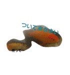 金魚さん<+))><<（個別スタンプ：7）