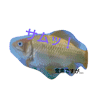 金魚さん<+))><<（個別スタンプ：10）