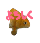 金魚さん<+))><<（個別スタンプ：16）