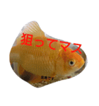 金魚さん<+))><<（個別スタンプ：19）