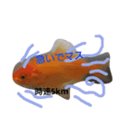 金魚さん<+))><<（個別スタンプ：20）
