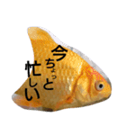 金魚さん<+))><<（個別スタンプ：23）