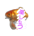金魚さん<+))><<（個別スタンプ：25）
