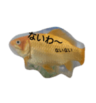 金魚さん<+))><<（個別スタンプ：26）