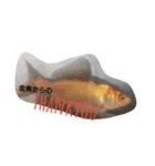 金魚さん<+))><<（個別スタンプ：27）